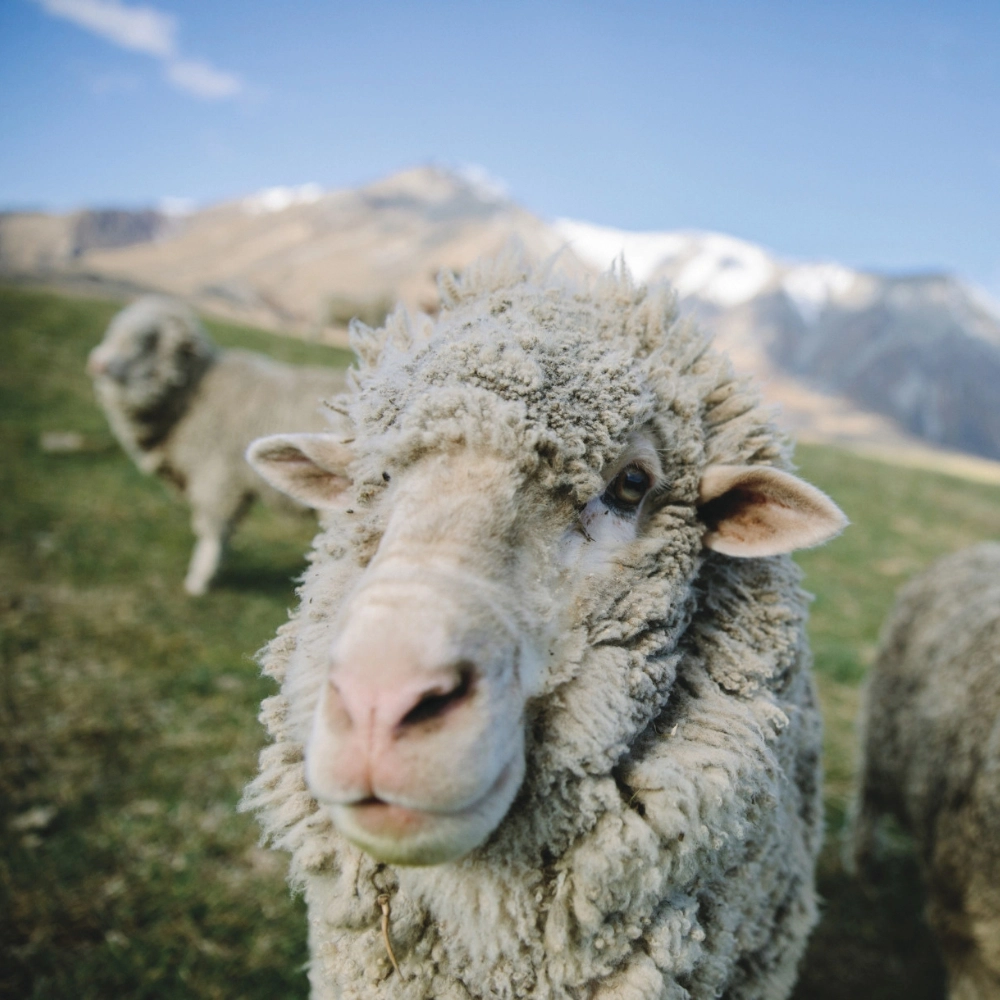 Wełna Merino - Dlaczego to taki świetny wybór? Rozwiejmy wszelkie wątpliwości!